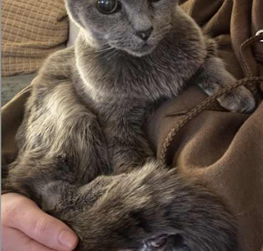 Photo of Misty