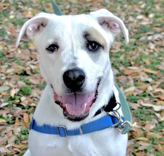 Photo of Wishbone