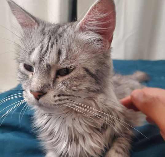 Photo of Kagome