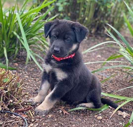 Photo of Puppy Snoopy