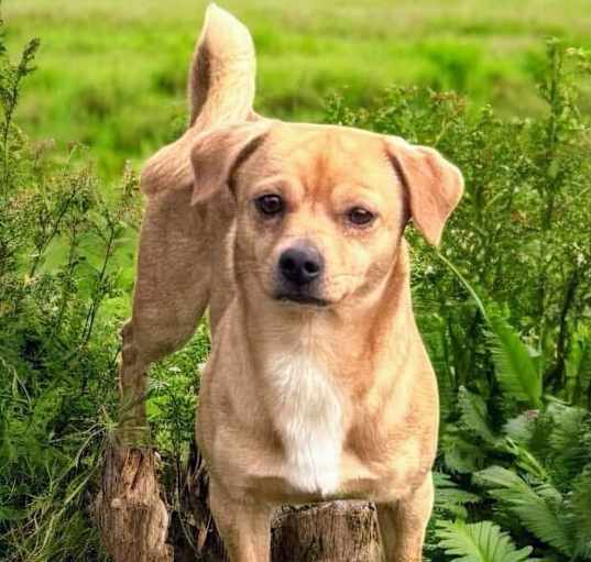 Photo of Buddy