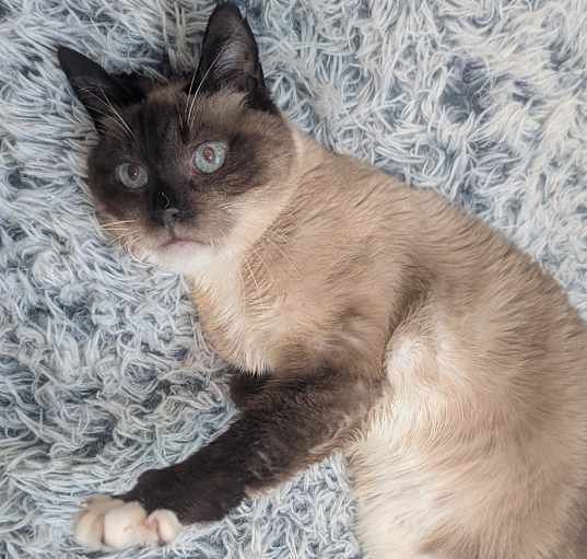 Photo of Mocha