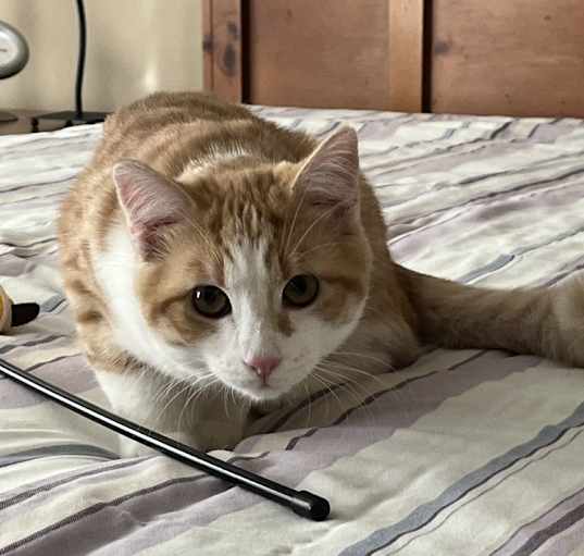 Photo of Phoenix