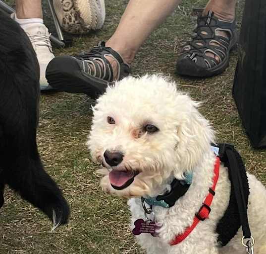 Photo of Champ