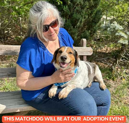 Photo of CLYDE  28 LBS 1-2 YRS  FOSTERED IN NJ