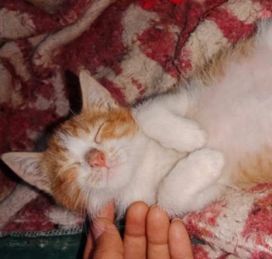 Photo of Mishmish