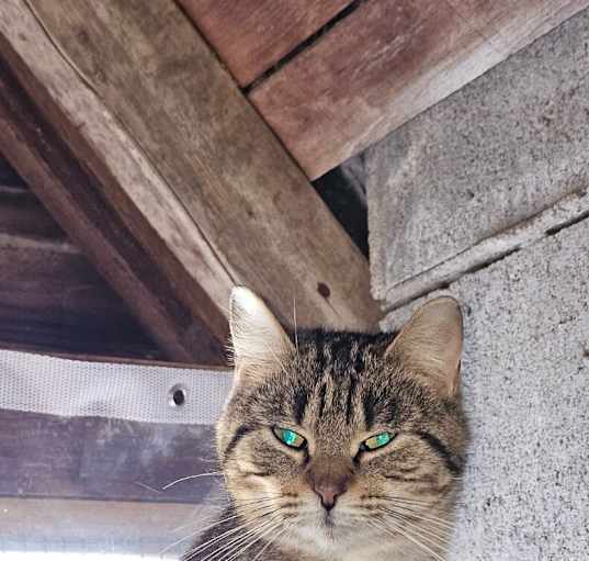 Photo of Gypsy