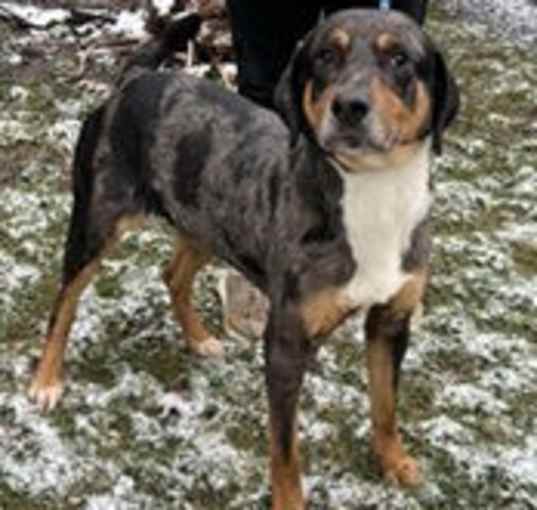 Photo of Rosco