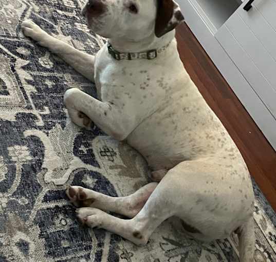 Photo of Buster