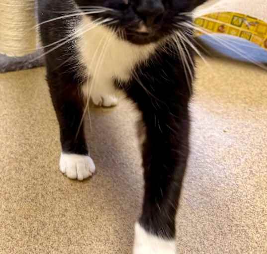 Photo of Mr. Meowgi