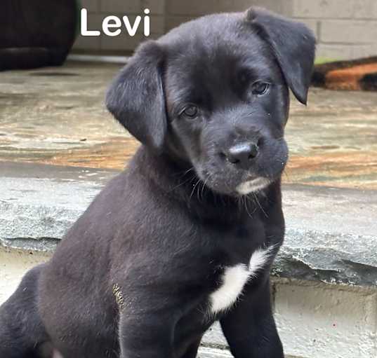 Photo of Levi