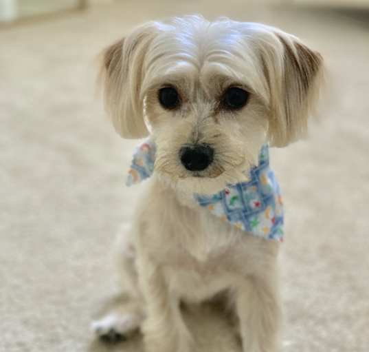 Photo of Milo