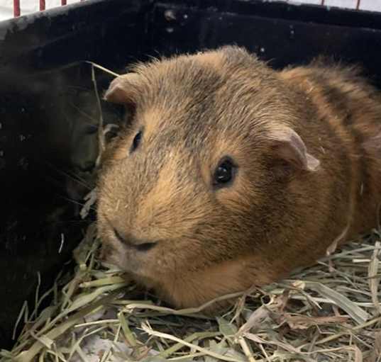 Photo of GUS