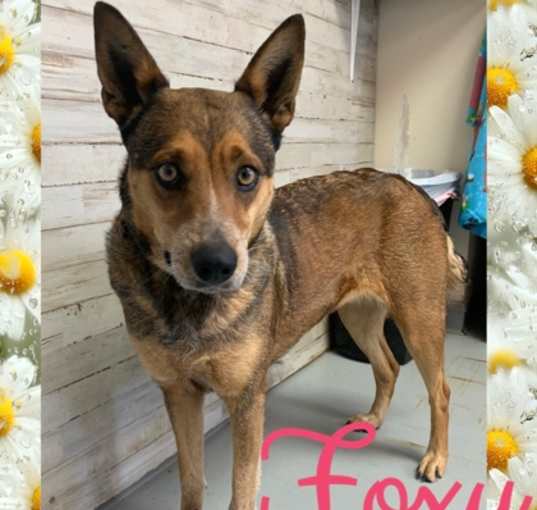 Photo of Foxy