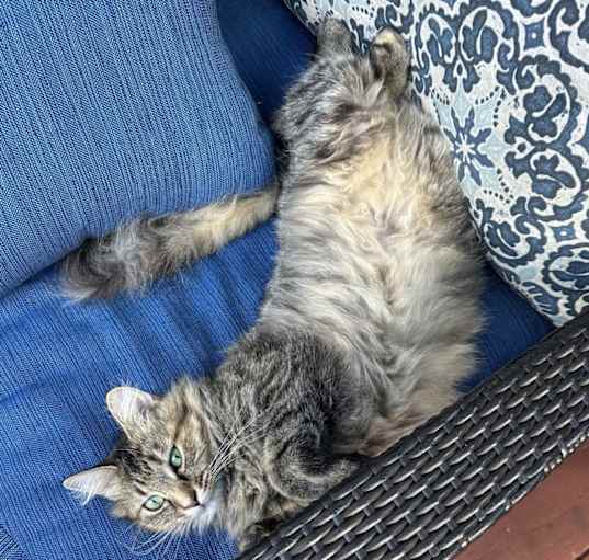 Photo of Pixie