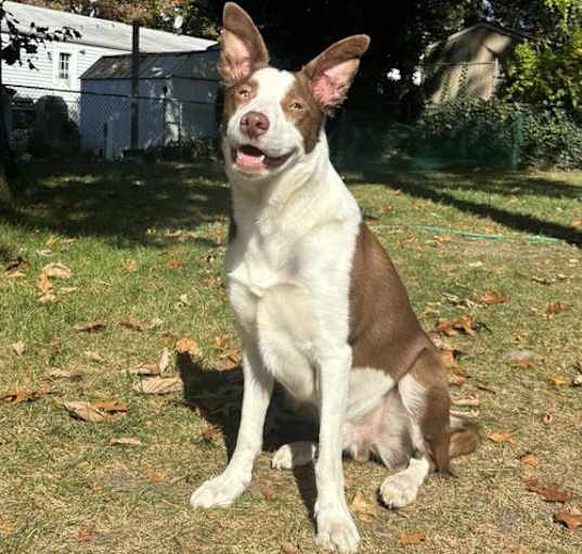 Photo of Loki