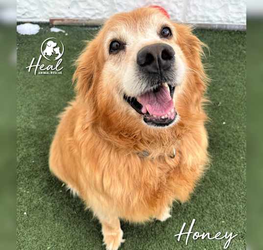 Photo of Honey