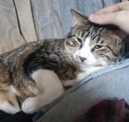 Photo of Toby