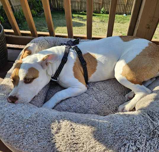 Photo of Cookie