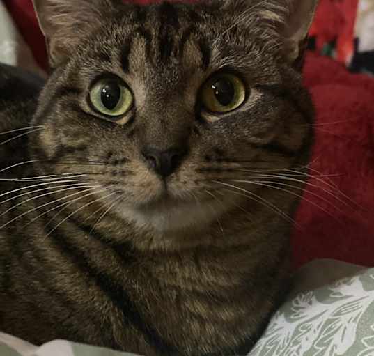 Photo of Athena