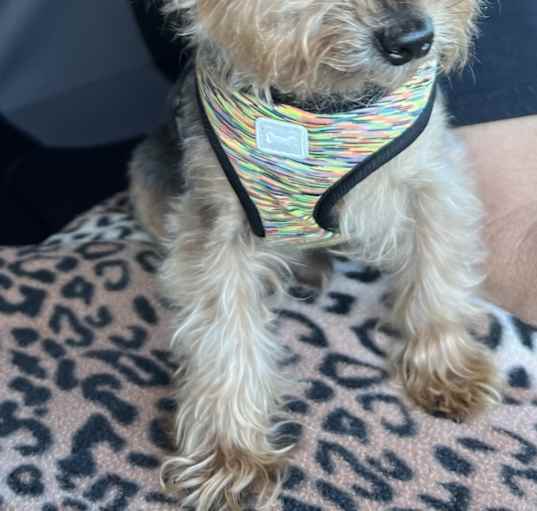 Photo of Gizmo