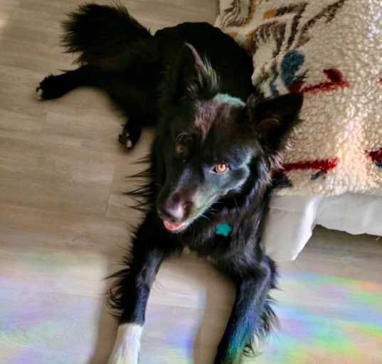 Photo of Bear