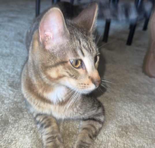 Photo of Kobi