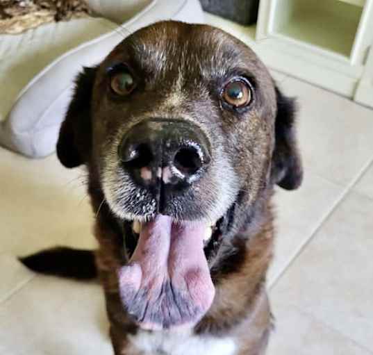 Photo of Harvey *