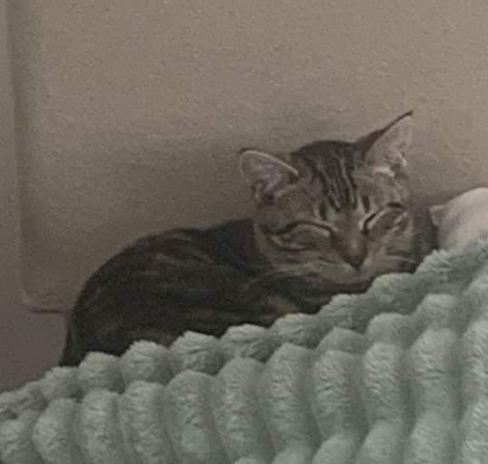 Photo of peanut