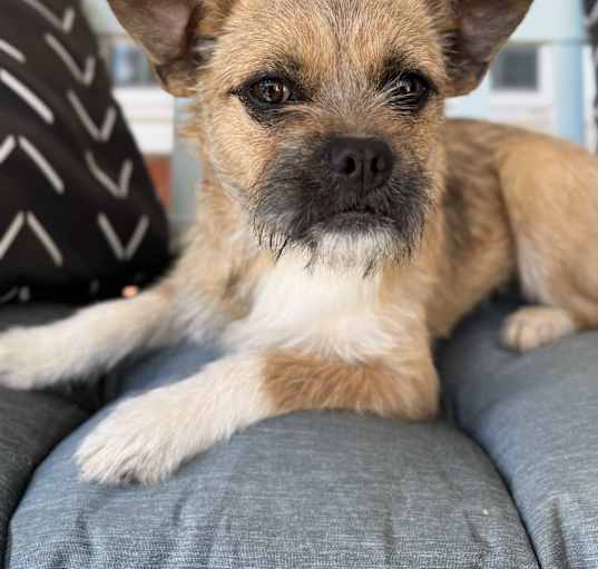 Photo of Taffy