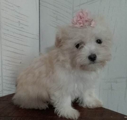 Photo of Bianca