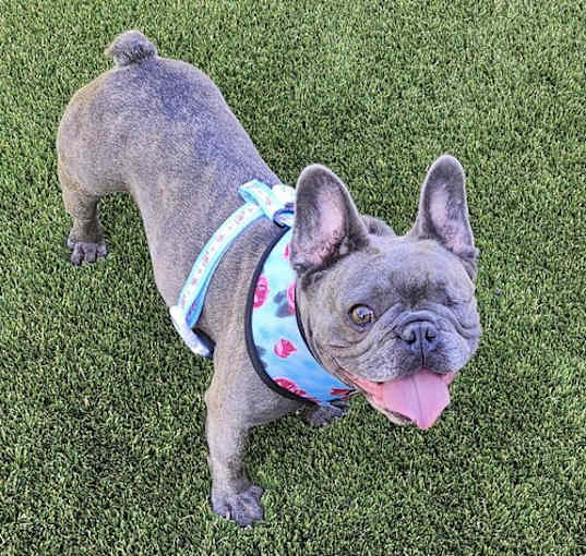 Photo of Bella