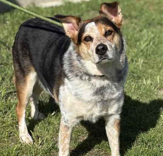 Photo of *BENNY