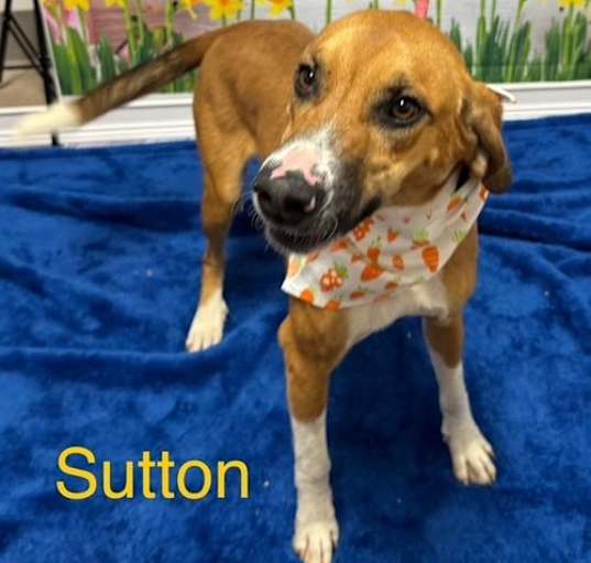 Photo of Sutton