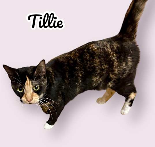 Photo of Tillie