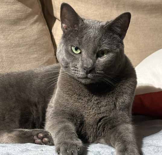Photo of Lupine