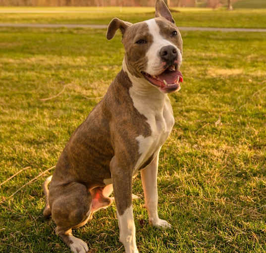 Photo of Maverick