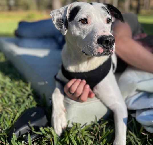 Photo of Bandit