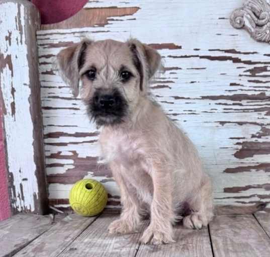 Photo of HUDSON  7 LB PUPPY   3 MOS  ARRIVING APRIL 26TH
