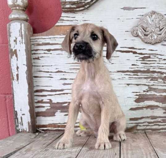 Photo of HUBERT   7 LB PUPPY   3 MOS   ARRIVING APR 26TH