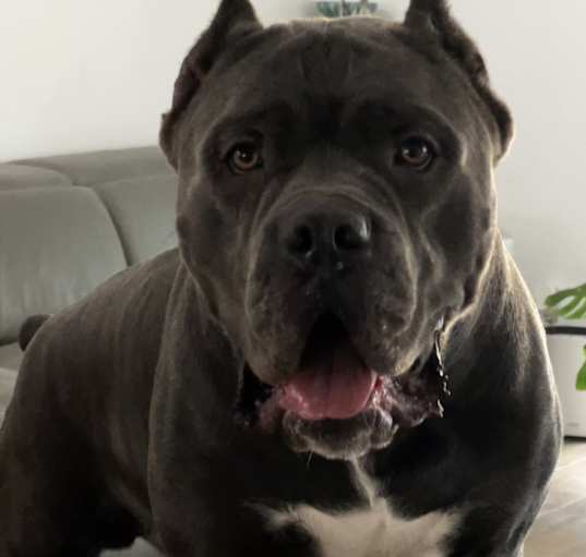 Photo of Royal