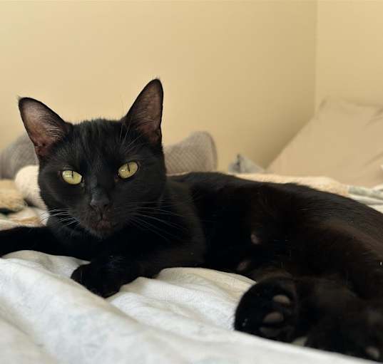 Photo of Sybil