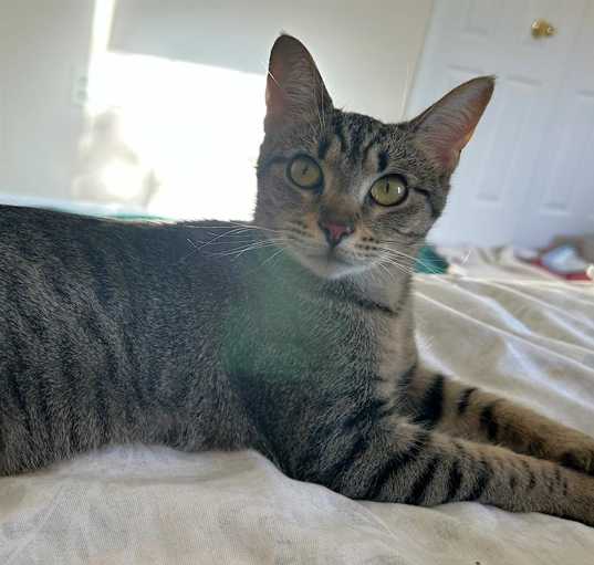 Photo of Buttercup
