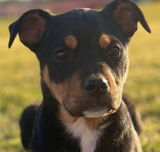 Photo of Bailey
