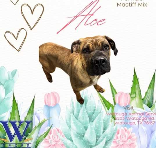 Photo of ALOE