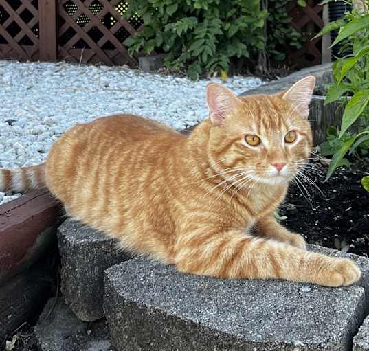 Photo of Leo
