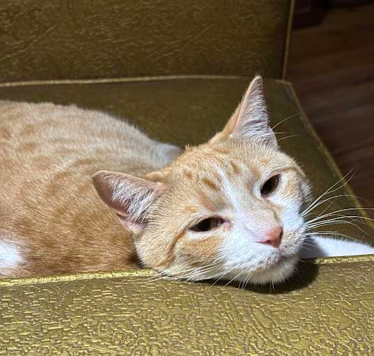 Photo of Sabrina Carpenpurr