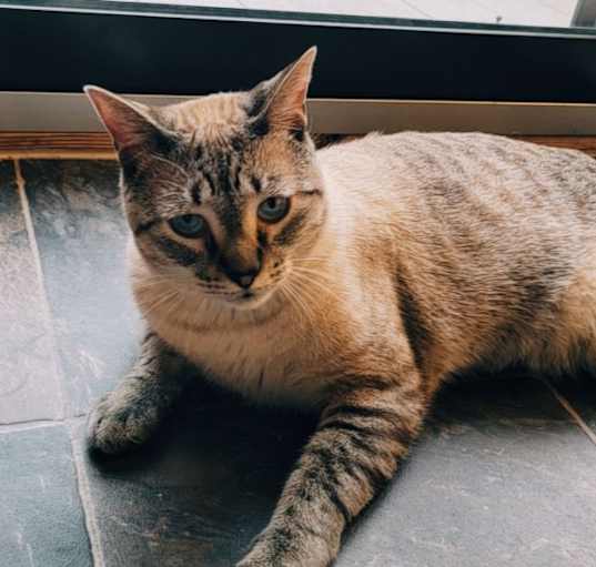 Photo of Milo