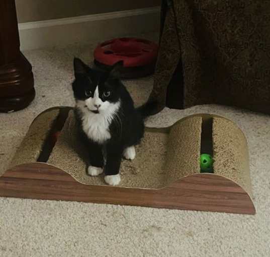 Photo of Buddy:  DMH (FCID# 03/06/2025 - 62) C