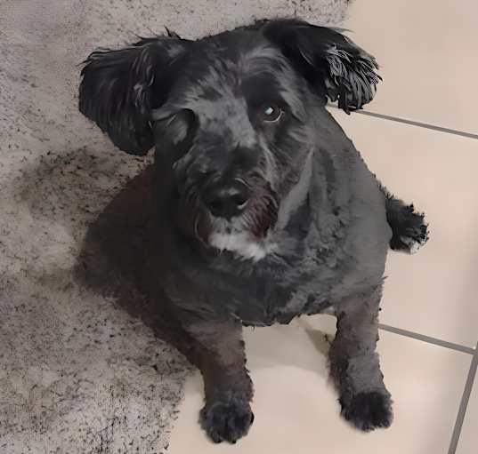 Photo of Max